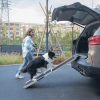 Heavy-Duty Foldable Dog Car Ramp with Non-Slip Mats