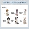 Elevated Dog Bowls – Double Stainless Steel Pet Feeding Station with Non-Slip Metal Stand