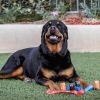 Dog Waste Bags | Pet Cleanup Bags for Outdoor Use