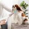 Professional Dog Hair Blower – High-Power Pet Dryer with Negative Ion Technology
