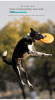 Bite-resistant Frisbee Dog Training EVA Floating Interactive Toy