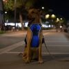 Light Up Dog Harness LED Rechargeable | No Pull Safety Vest with Handle for Dogs