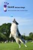 Interactive Sound Ball for Dogs