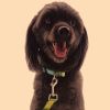 Bohemian Dog Collars | Ethnic Printed Pet Collars