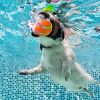Interactive Rolling Ball Dog Toy – Mental Stimulation & Treat Dispensing