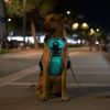 Light Up Dog Harness LED Rechargeable | No Pull Safety Vest with Handle for Dogs