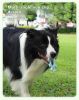 Dog Frisbee Flywheel Toy | Interactive Fetch & Training Toy for Dogs
